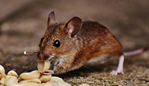 24 Hour & Emergency Exterminators in Shawnee, OK